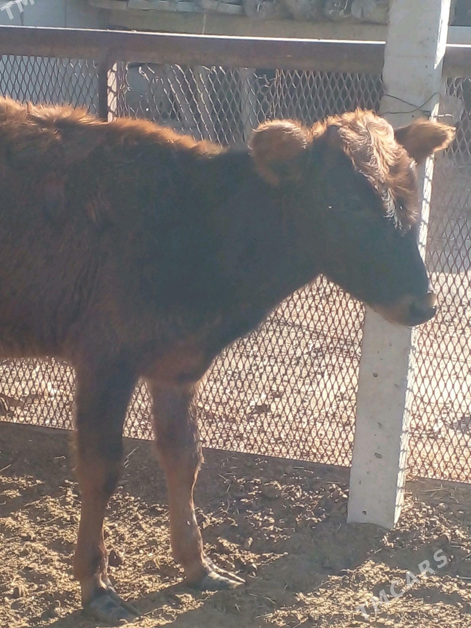 tuwe - Bäherden - img 2