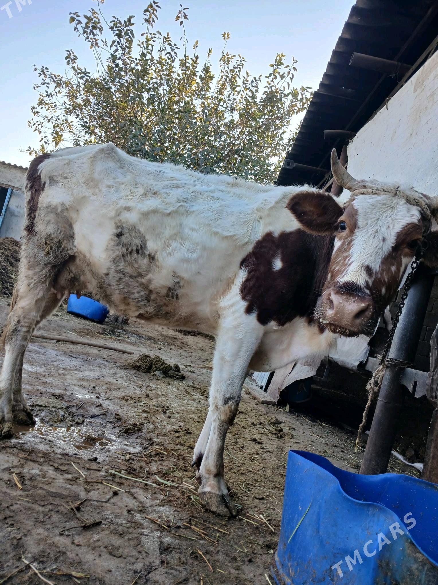 Tüwe - Гёкдже - img 3