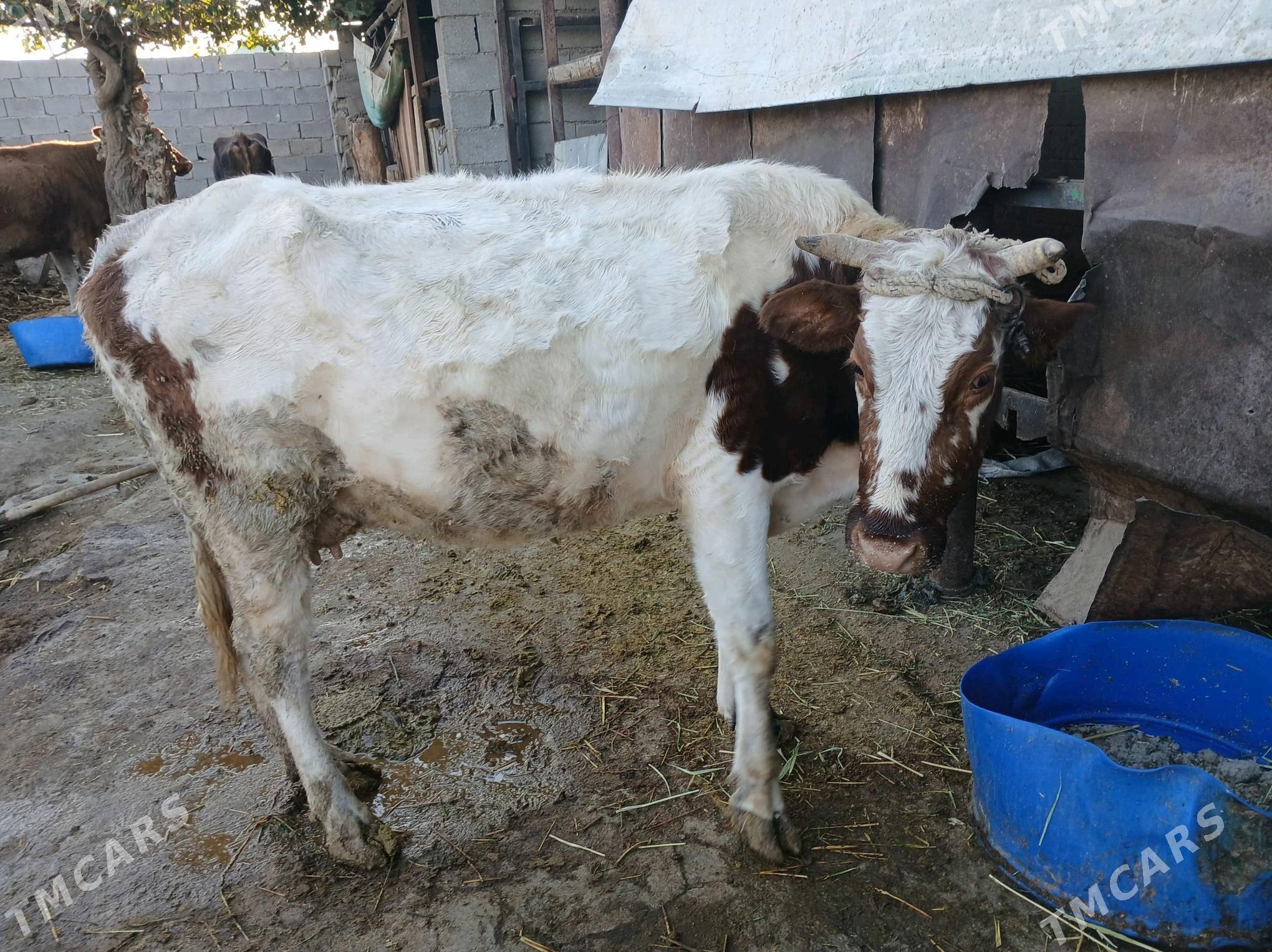 Tüwe - Гёкдже - img 1