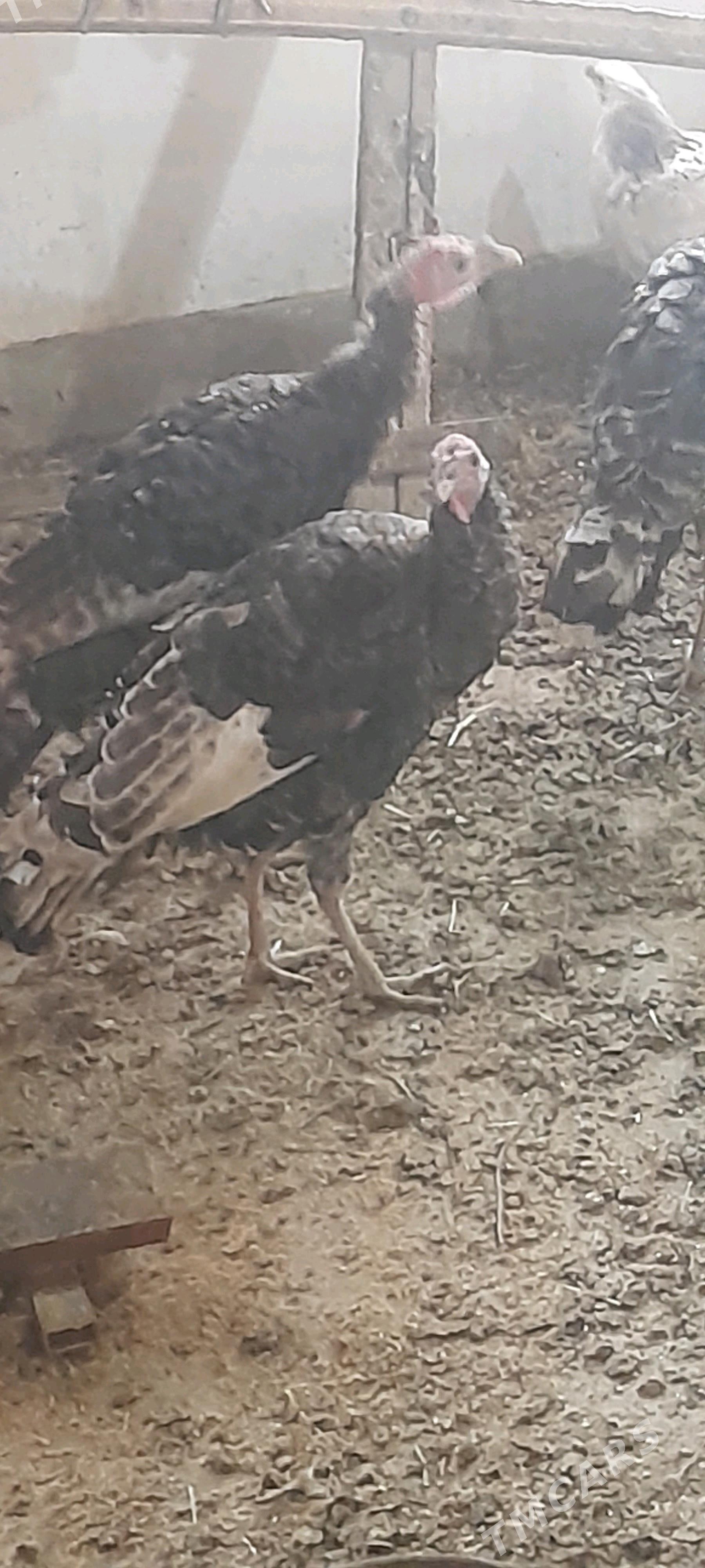 induklar - Бахарден - img 2