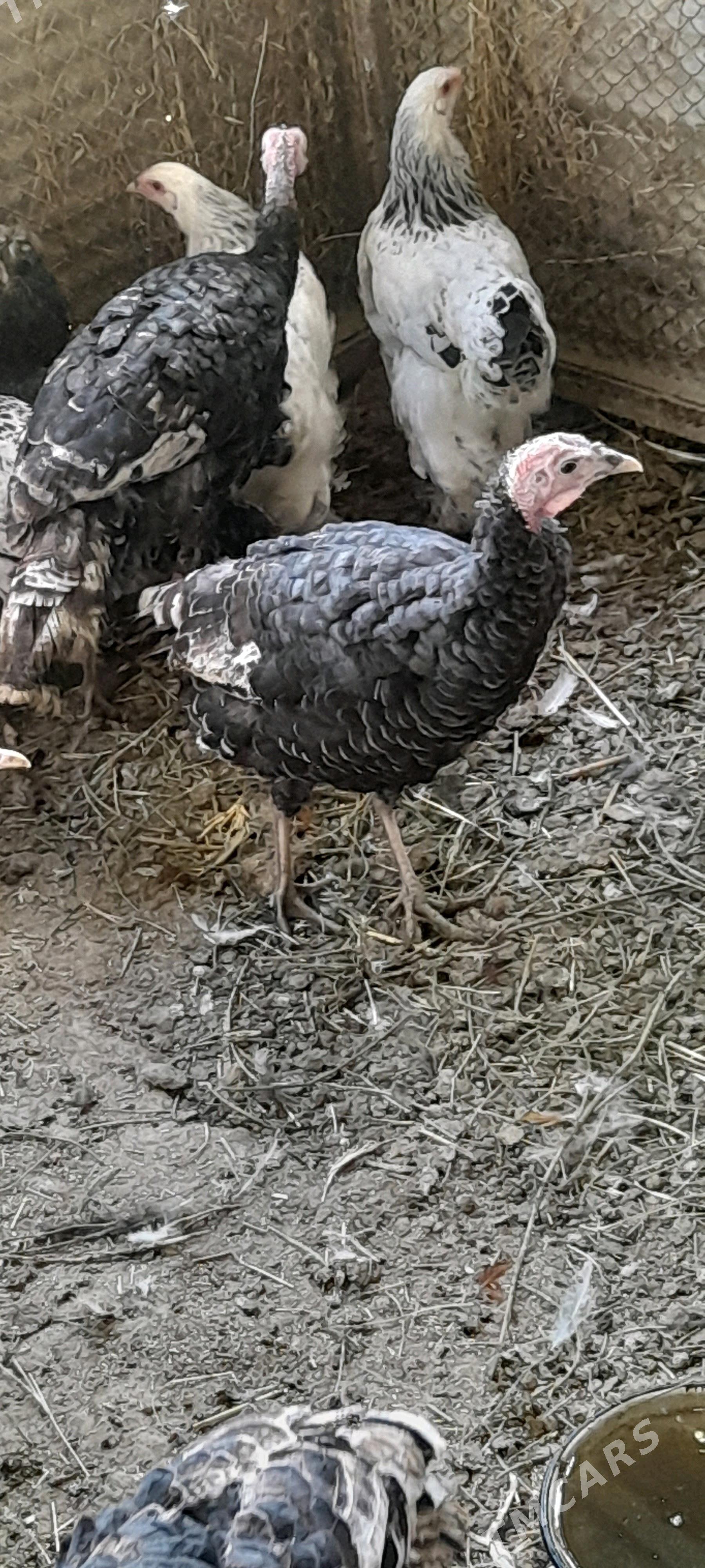 induklar - Бахарден - img 3