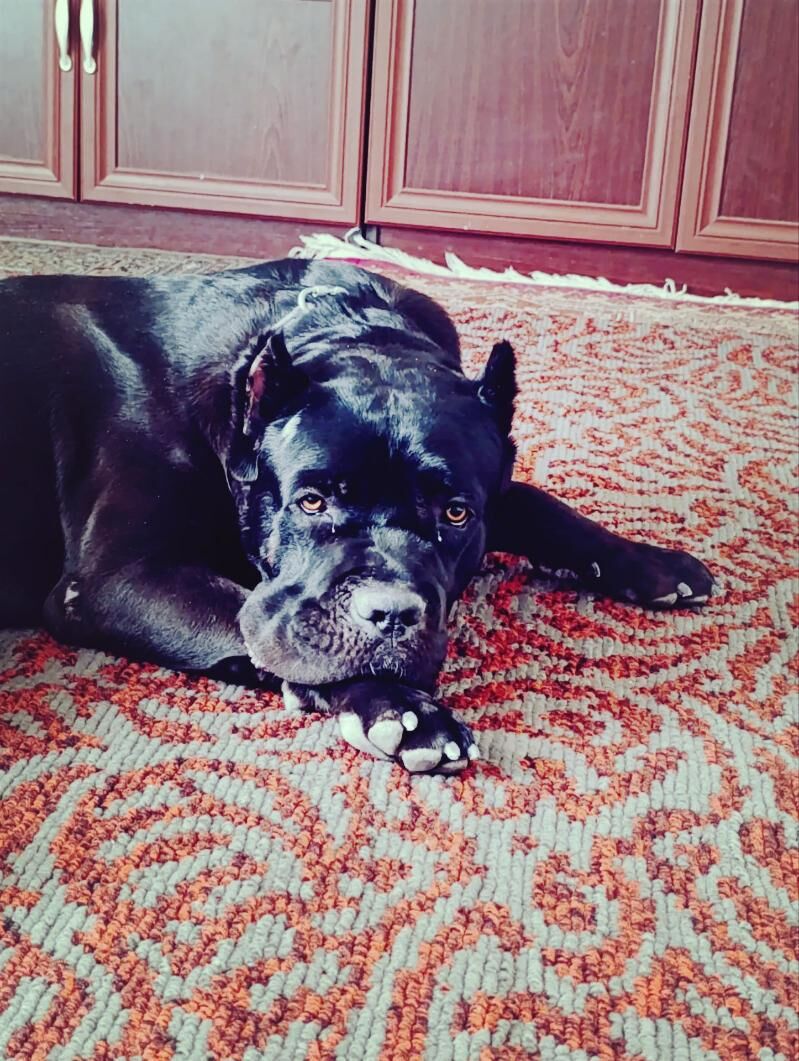 Кане Корсо Щенки - Aşgabat - img 2