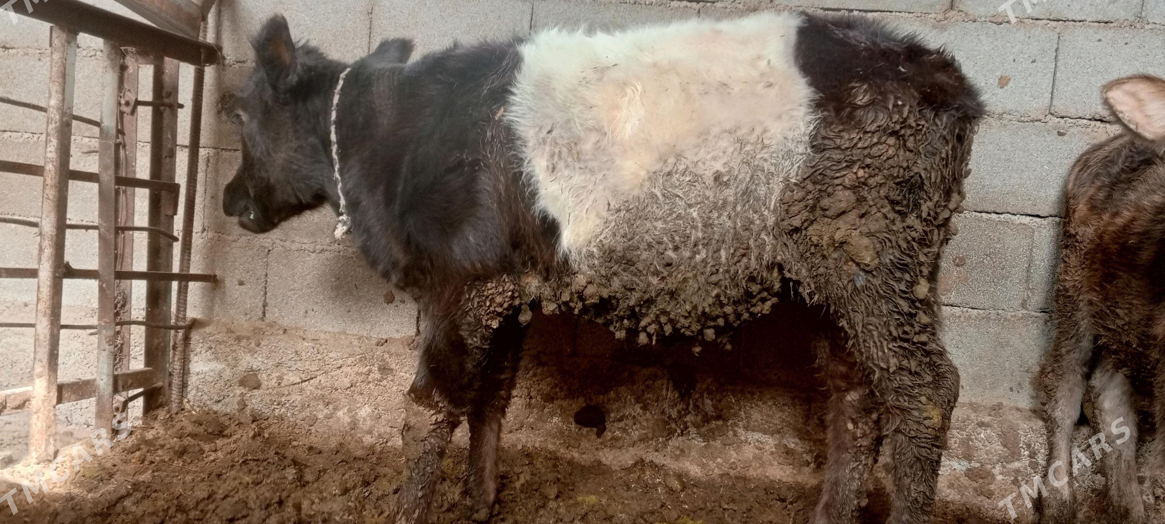 gole okuzce tuwe - Ак-Бугдайский этрап - img 2