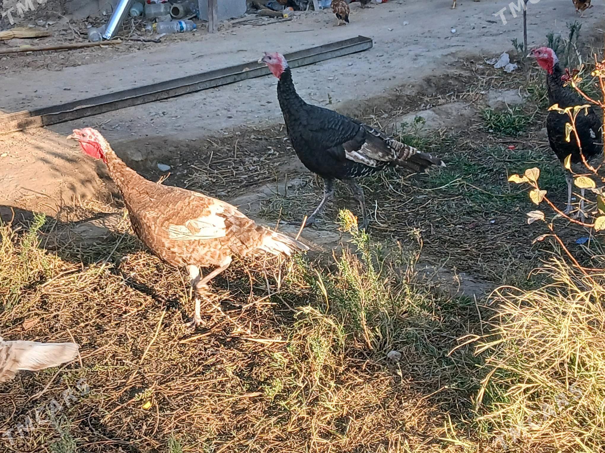 induk - Gökje - img 8