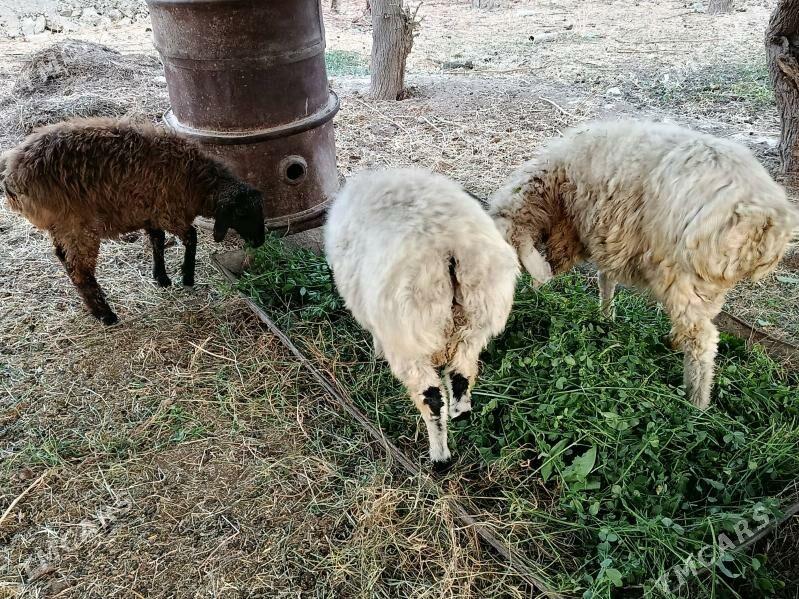 Tokly - Gökdepe - img 4