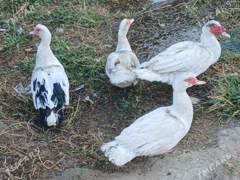 indautga - Гёкдже - img 6