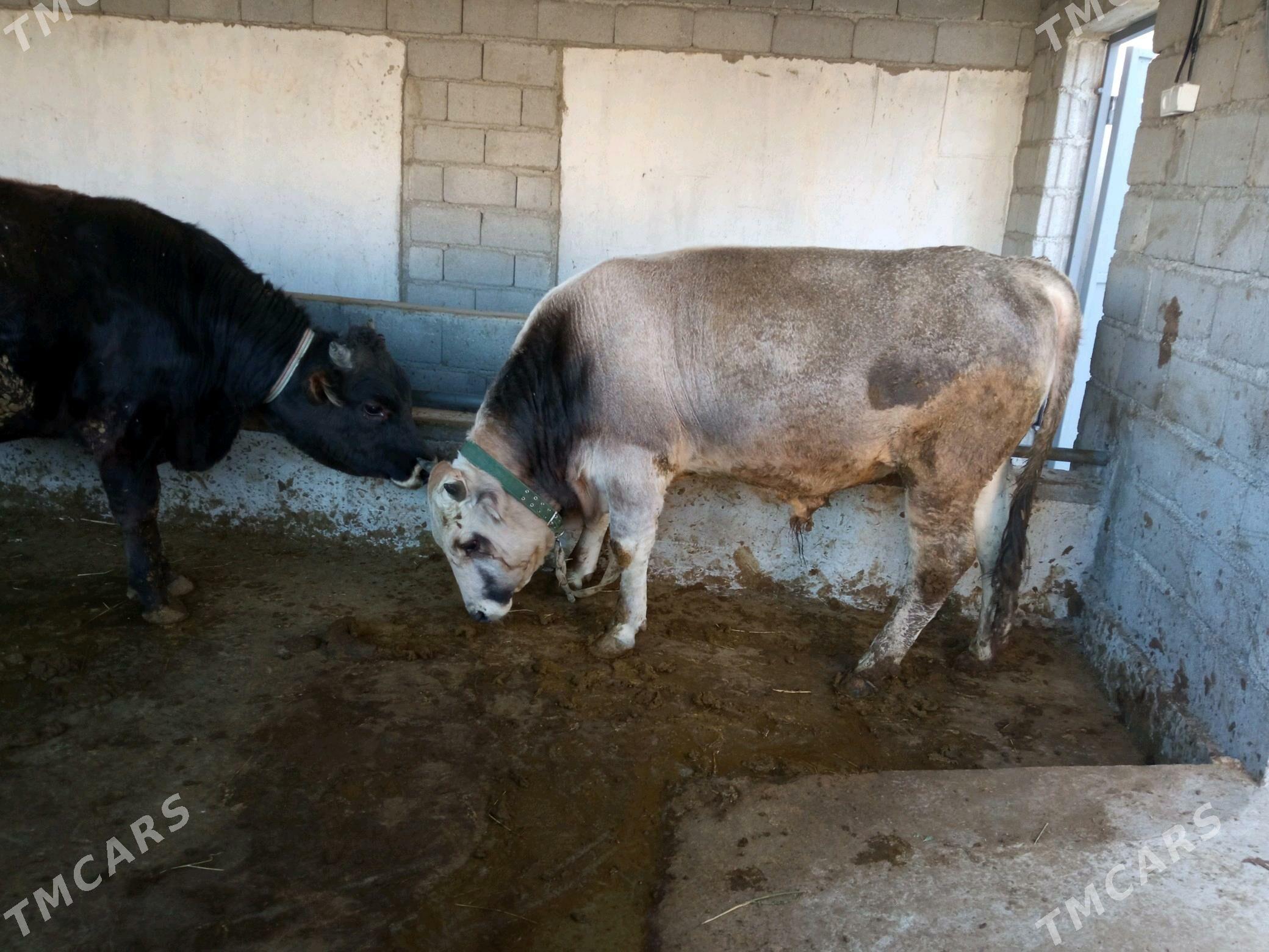 Okuz - Ашхабад - img 3