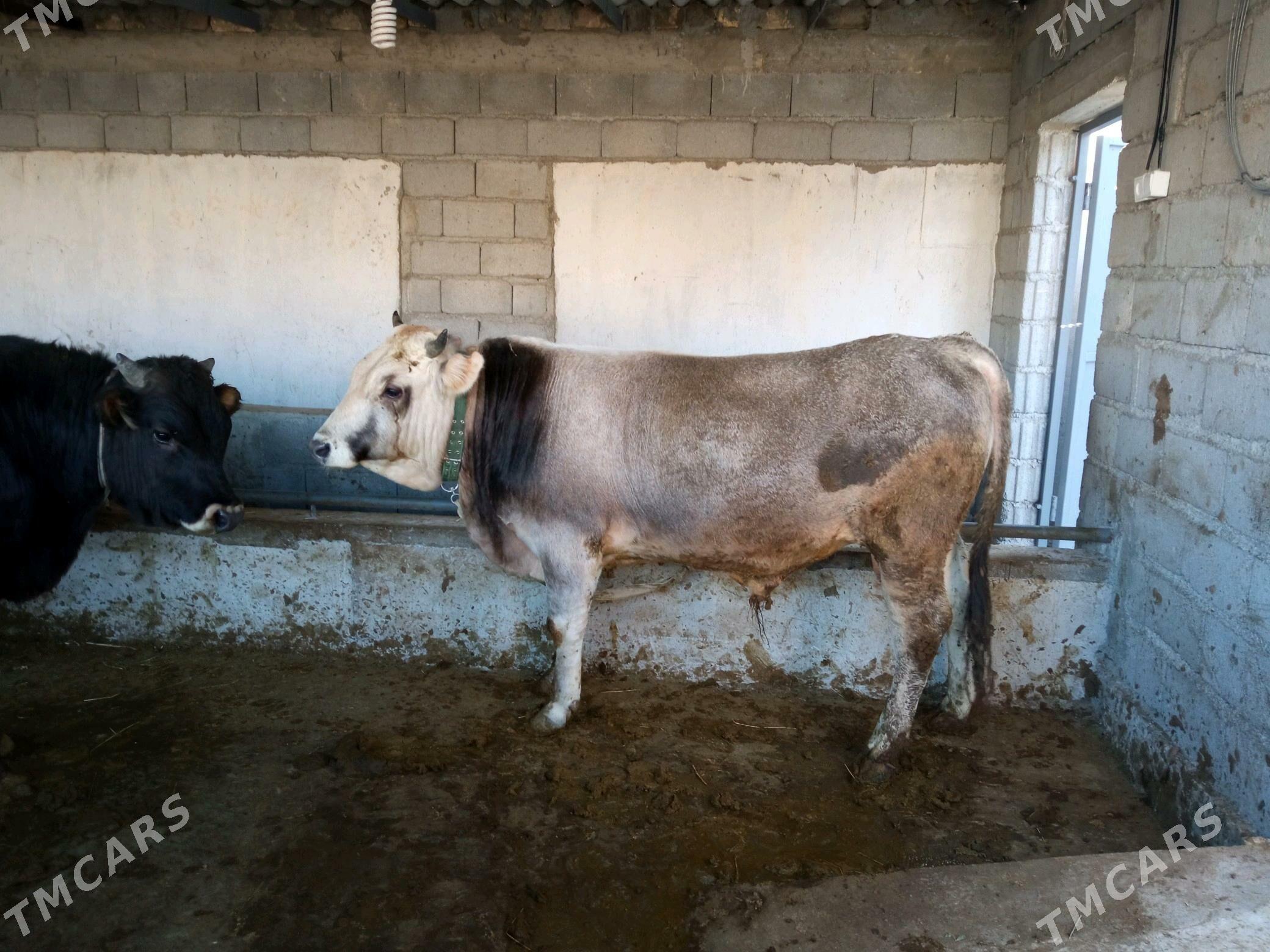 Okuz - Ашхабад - img 2