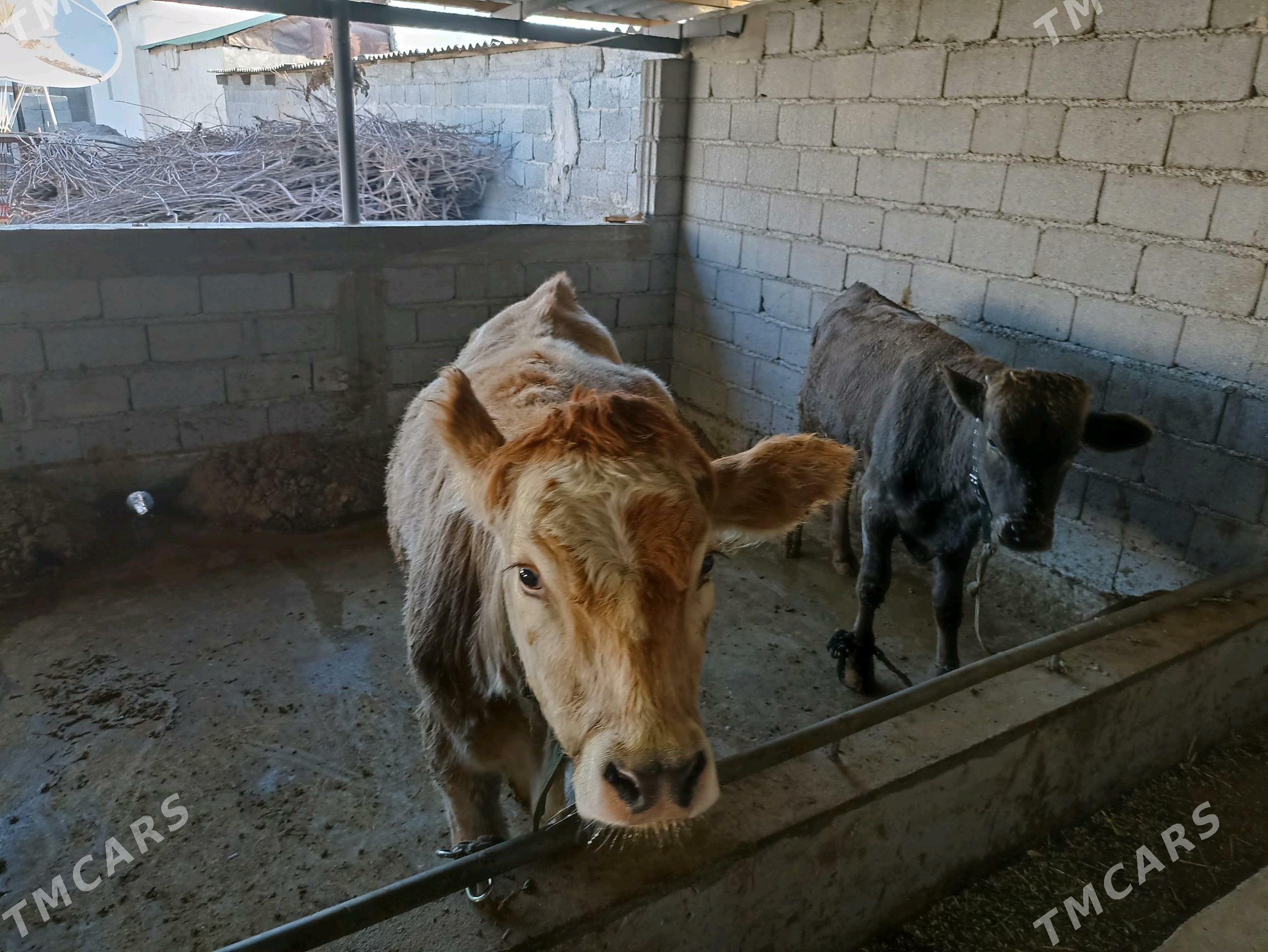 Okuz - Ашхабад - img 5