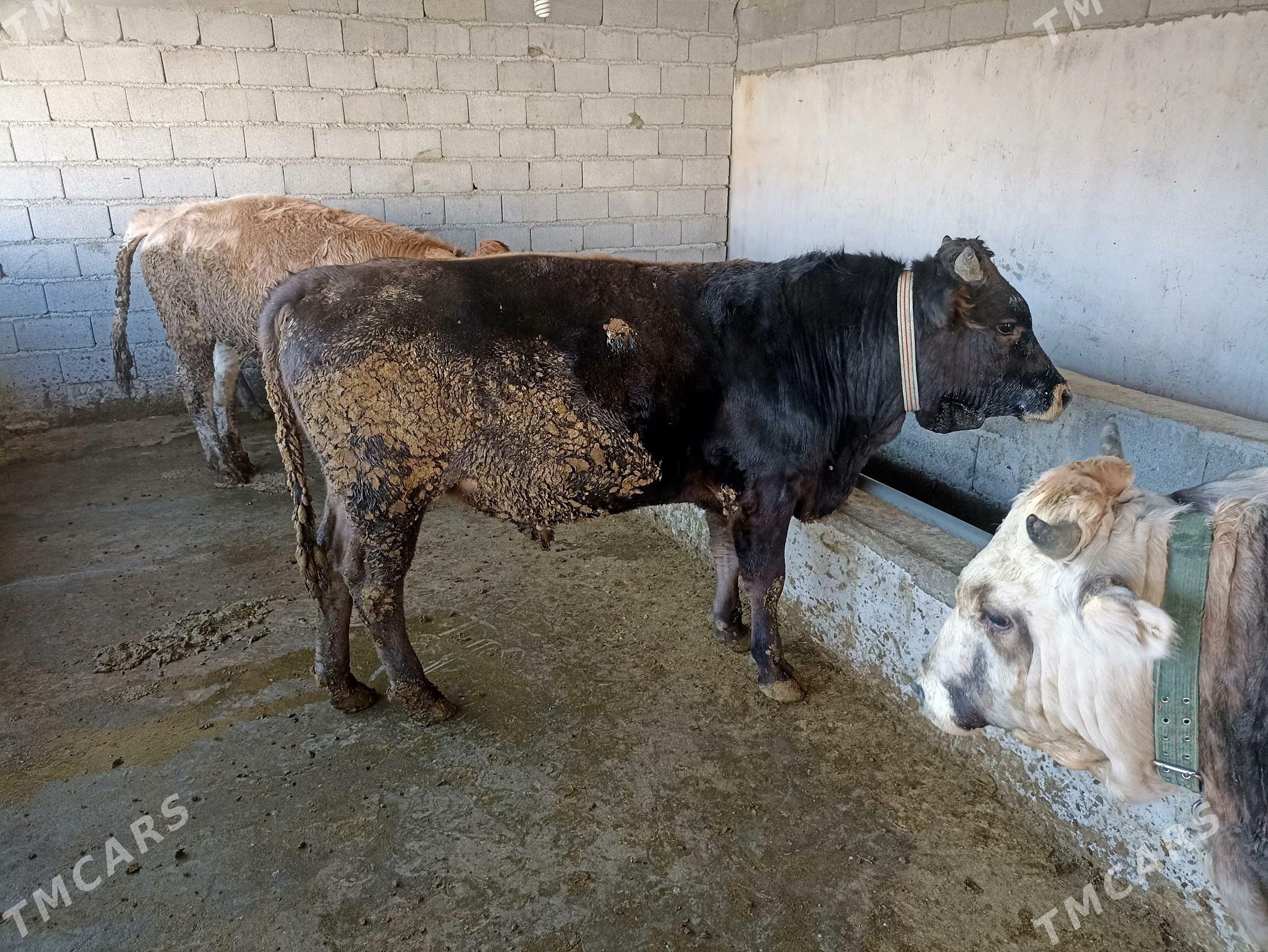 Okuz - Ашхабад - img 4