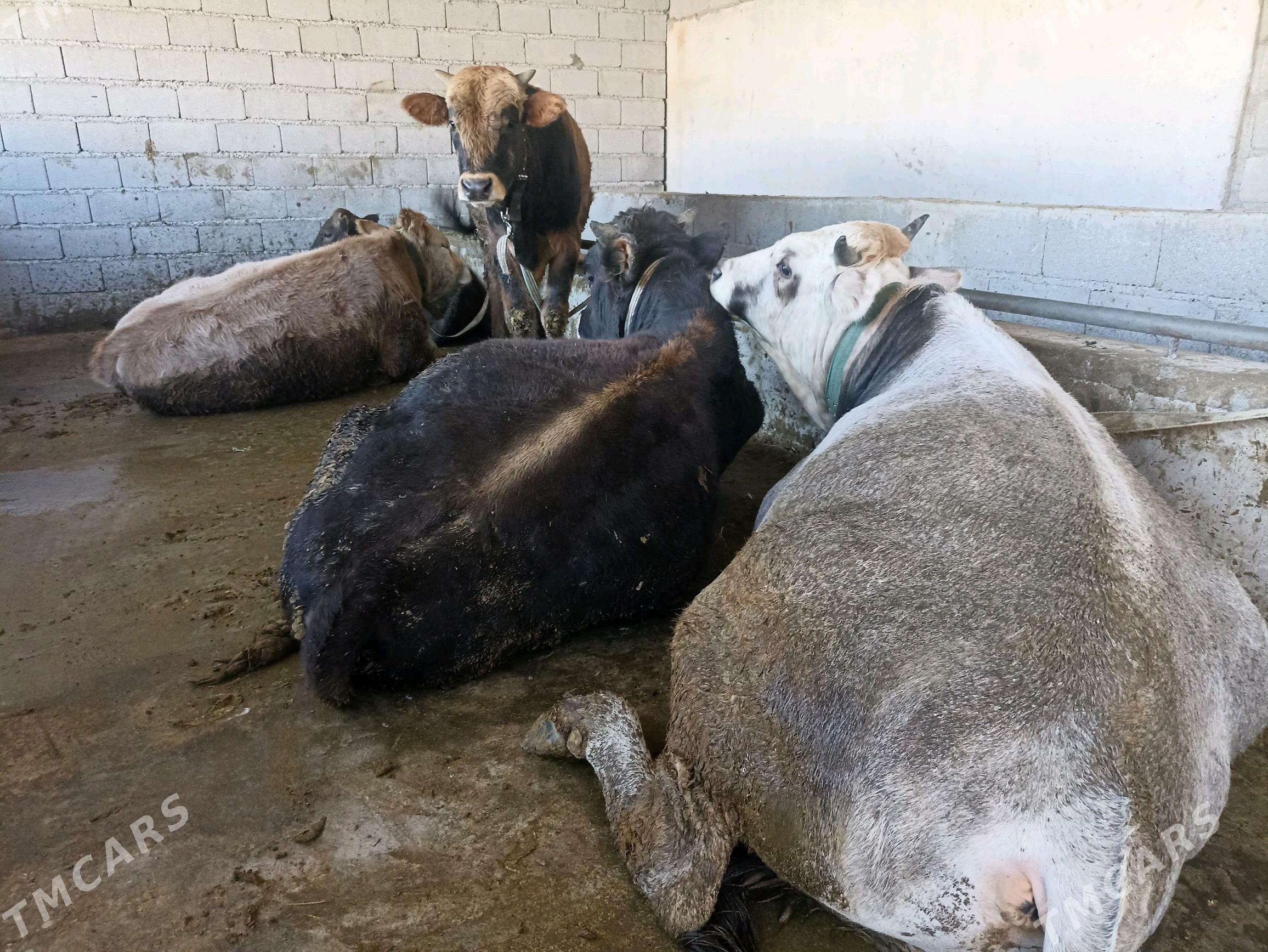 Okuz - Ашхабад - img 6