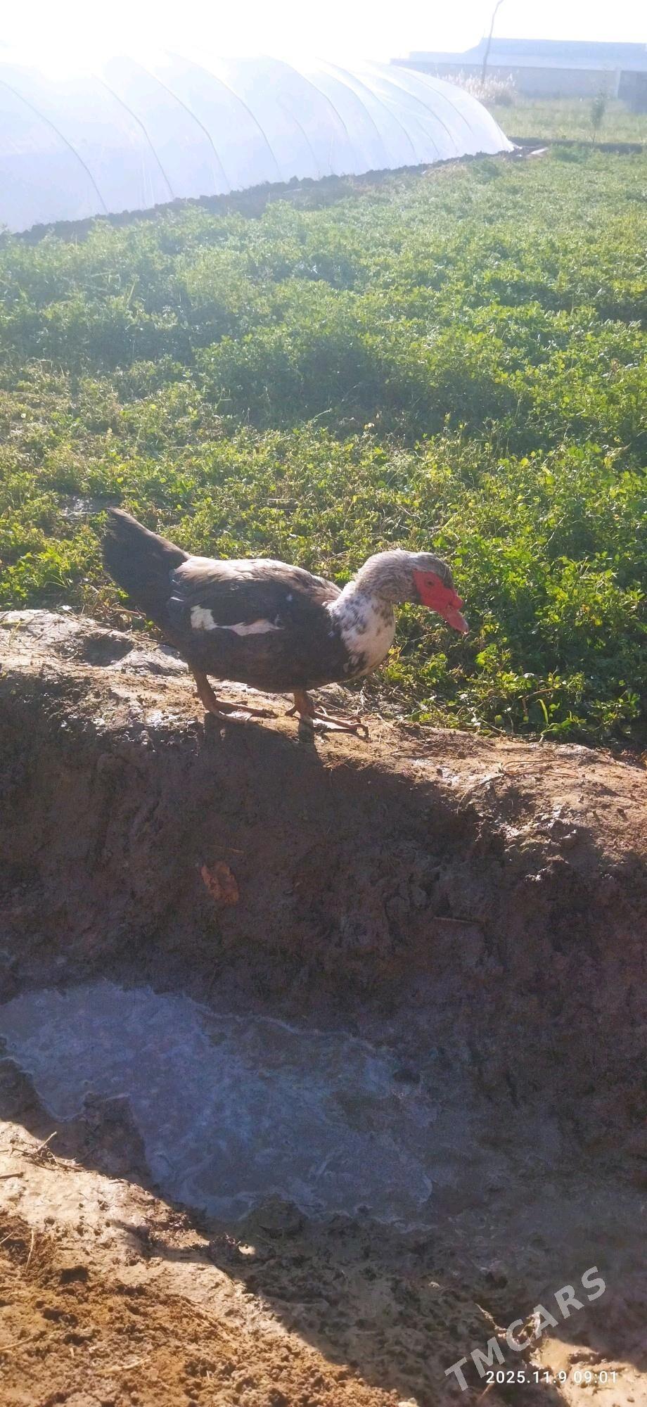 erkek indeutga - Mary - img 2