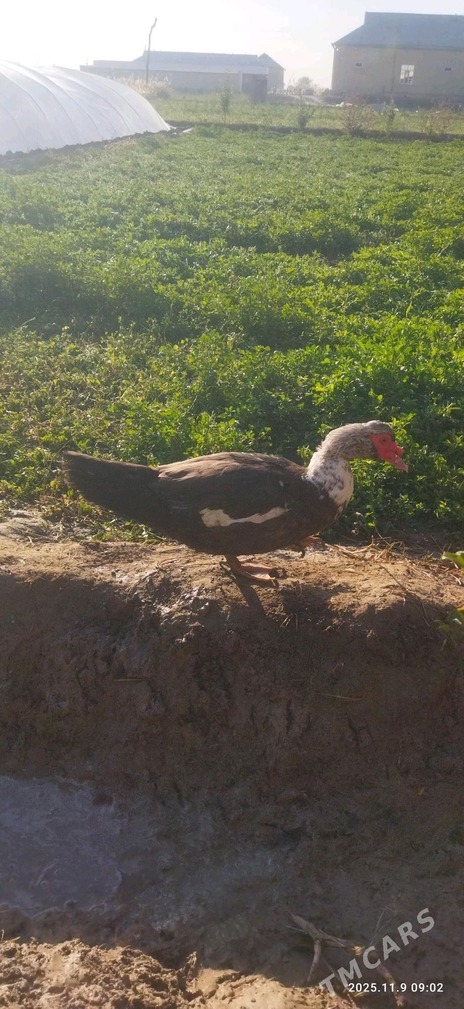 erkek indeutga - Mary - img 1