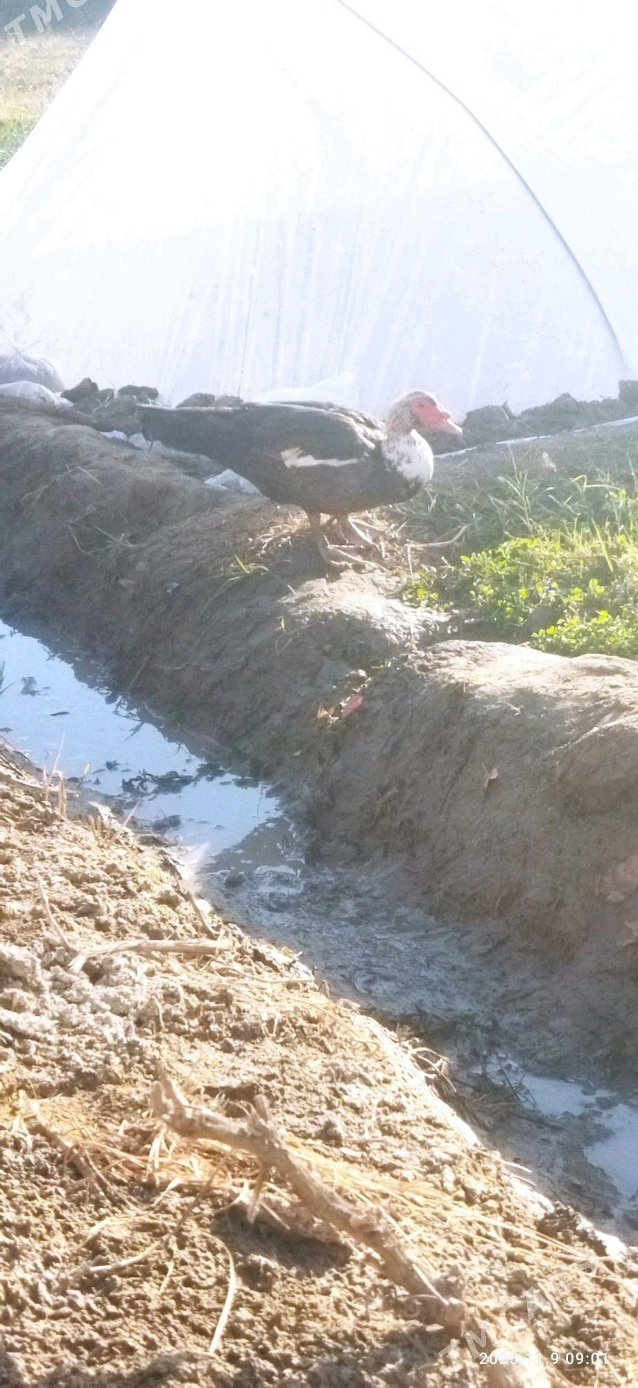 erkek indeutga - Mary - img 5