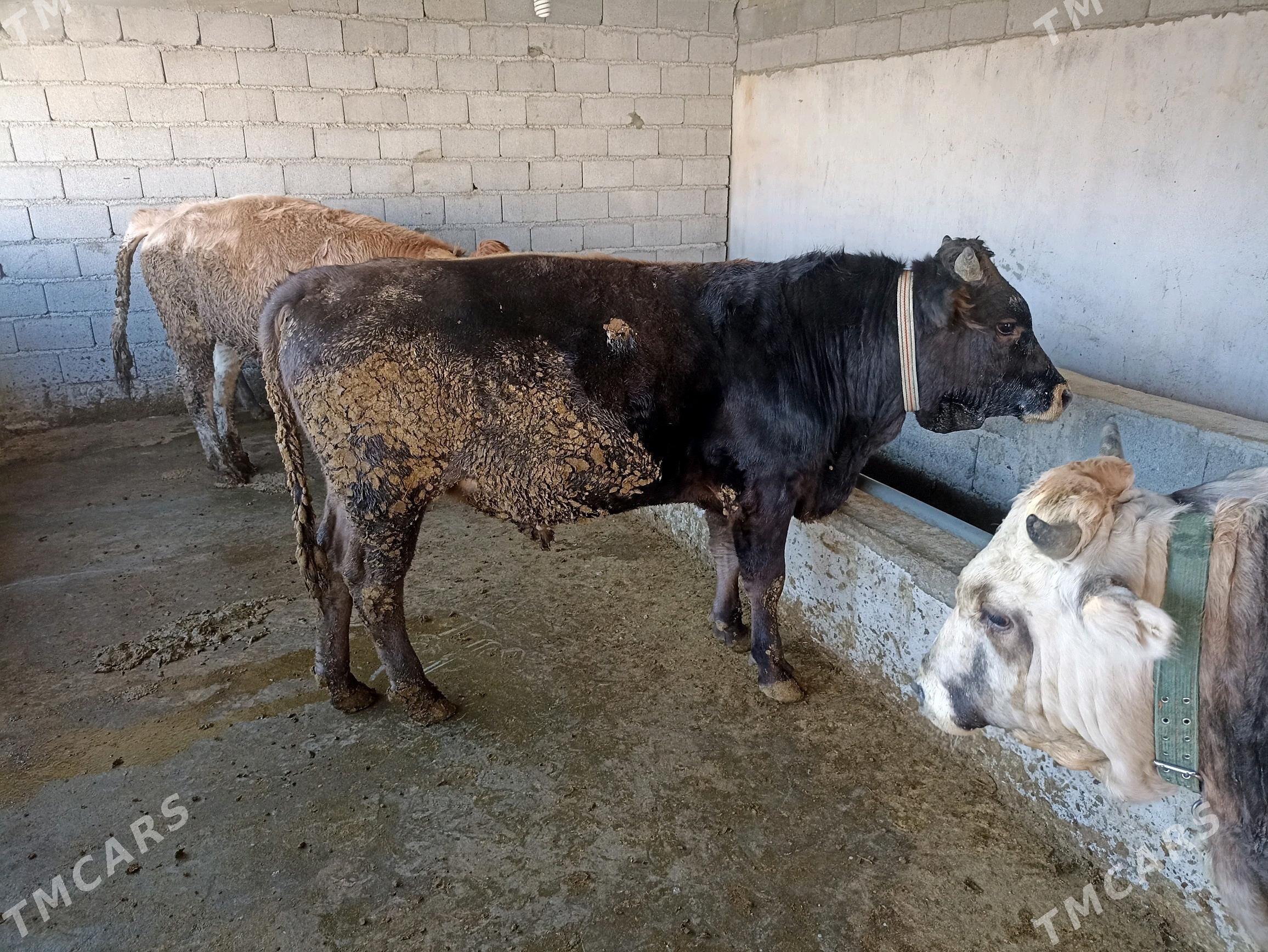 Okuz - Ашхабад - img 8