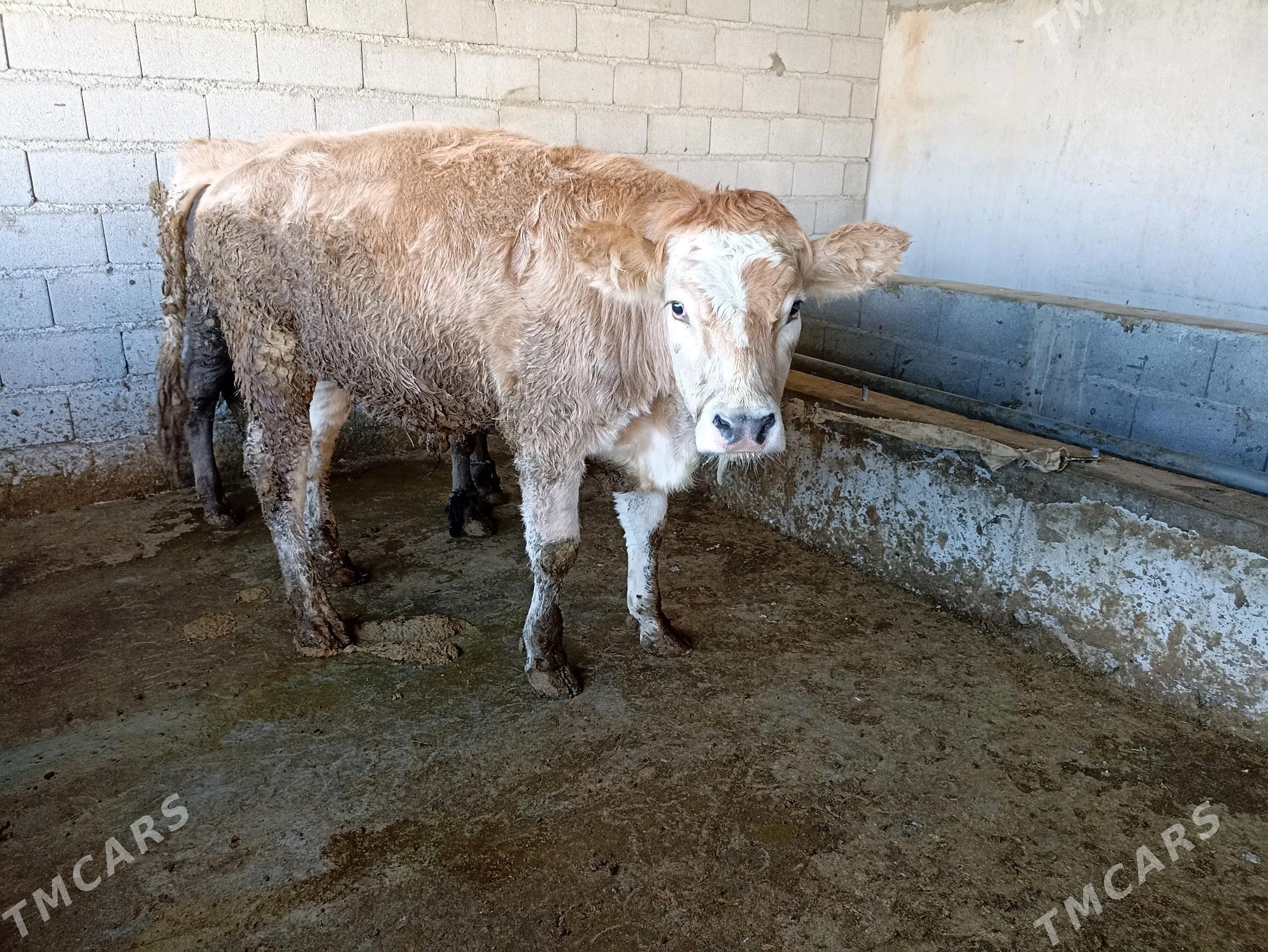 Okuz - Ашхабад - img 7