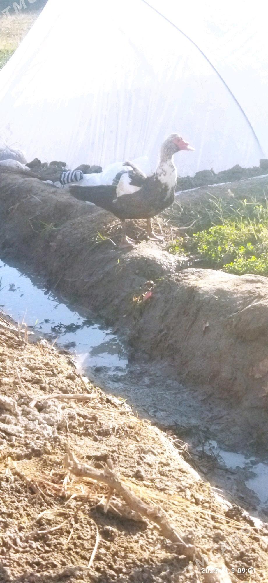 erkek indeutga - Mary - img 3