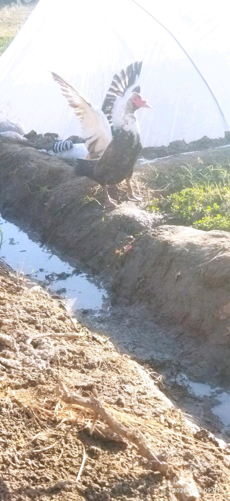 erkek indeutga - Mary - img 4