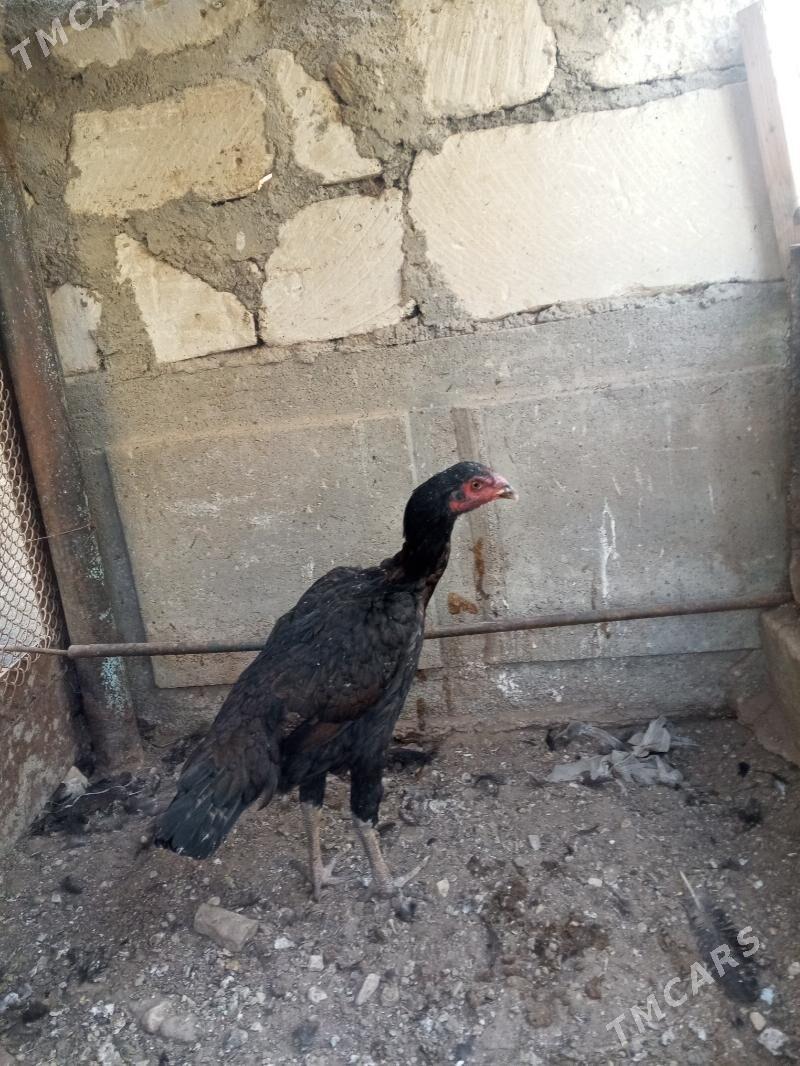 taskent - Балканабат - img 3