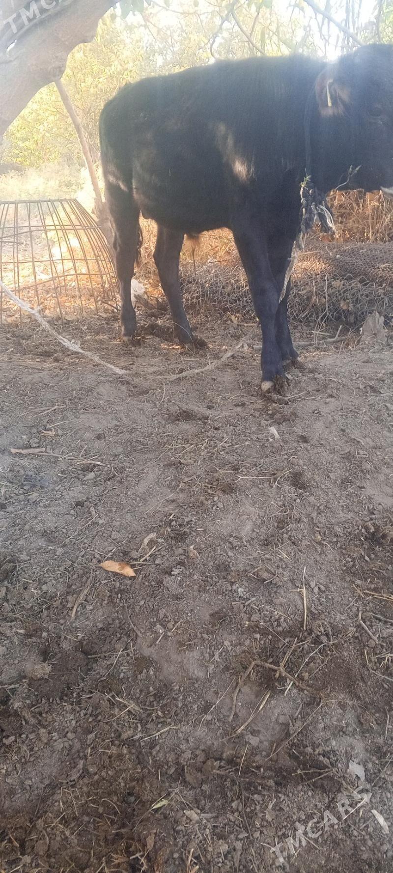 öküz - Гёкдепе - img 2