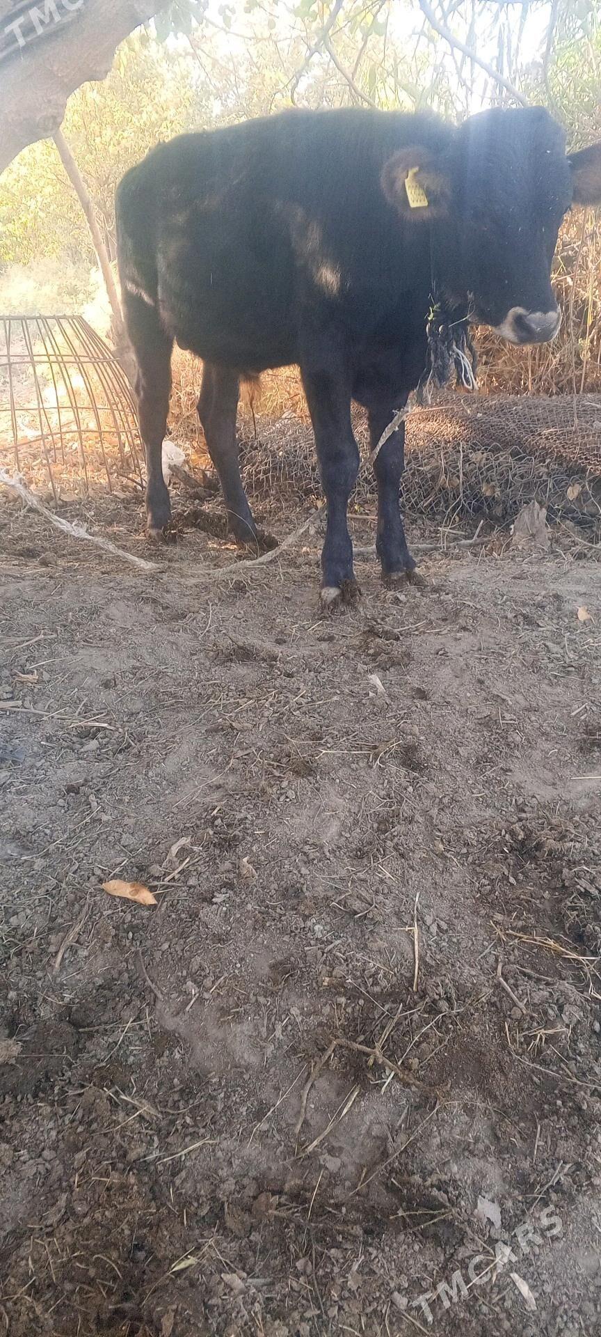 öküz - Гёкдепе - img 3