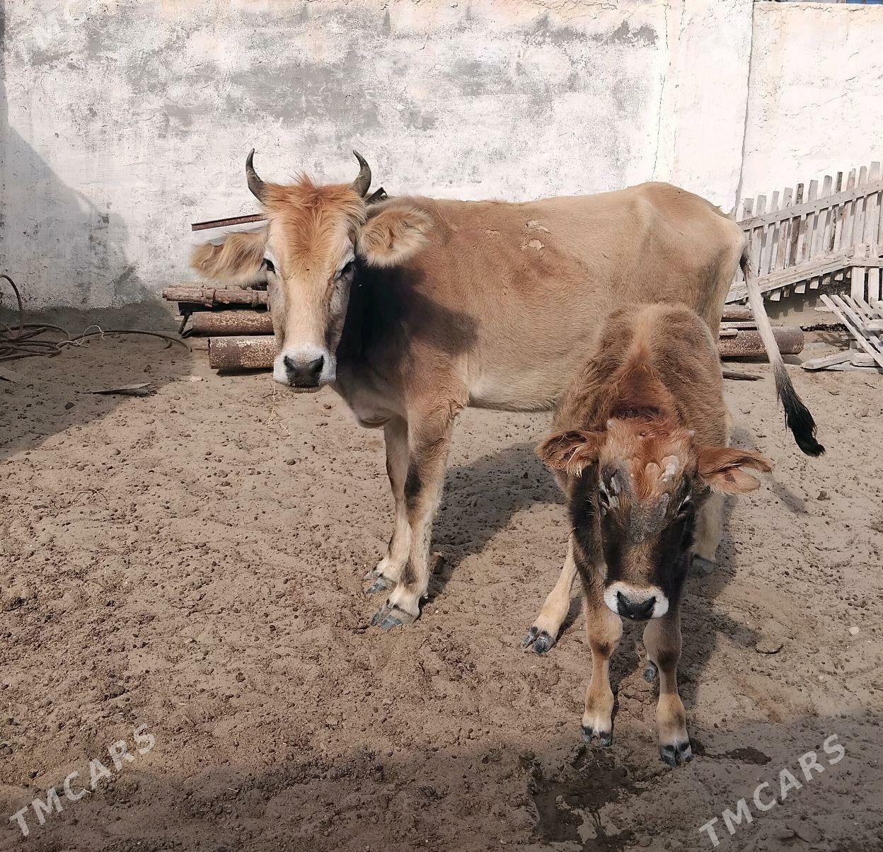 sygyr we ozuzce - Эсенгулы - img 2