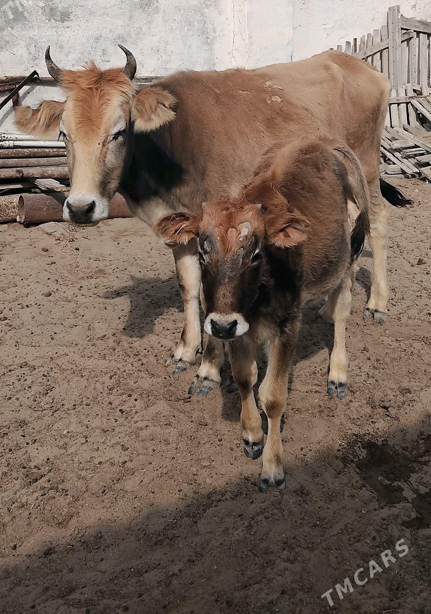 sygyr we ozuzce - Эсенгулы - img 1