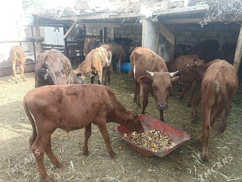 öküzçe tüwe öküz göle - Ашхабад - img 5