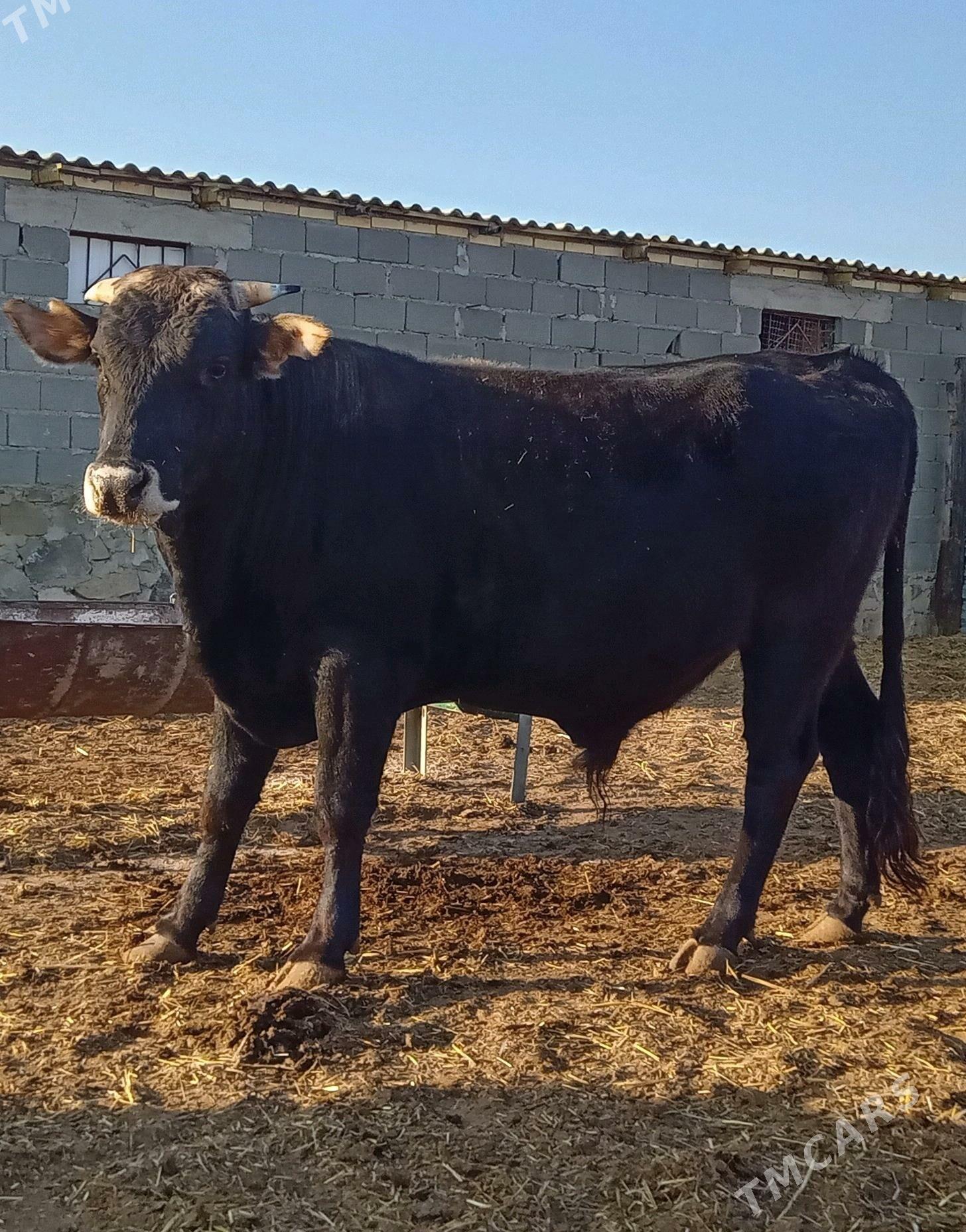 Okuzle - Bereket - img 2