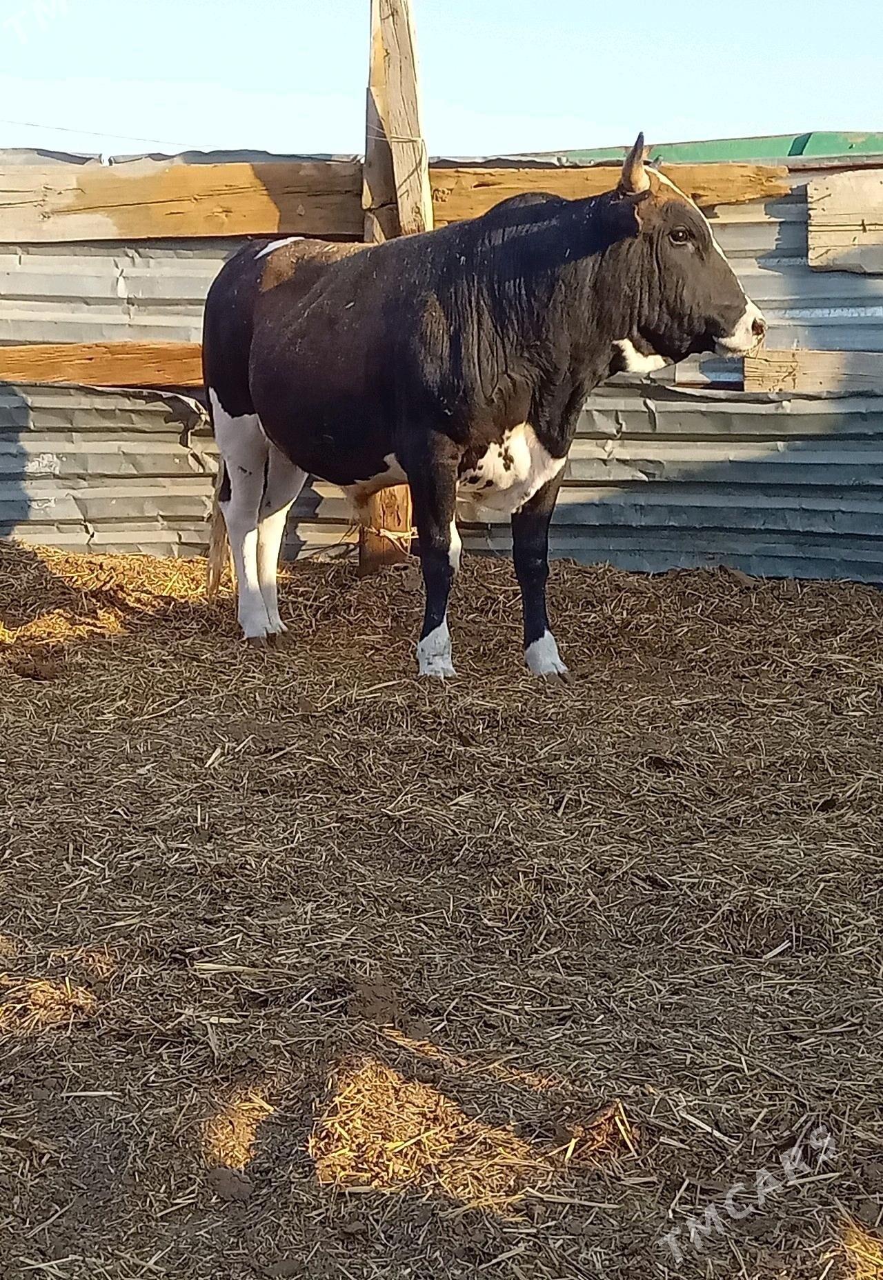 Okuzle - Bereket - img 5