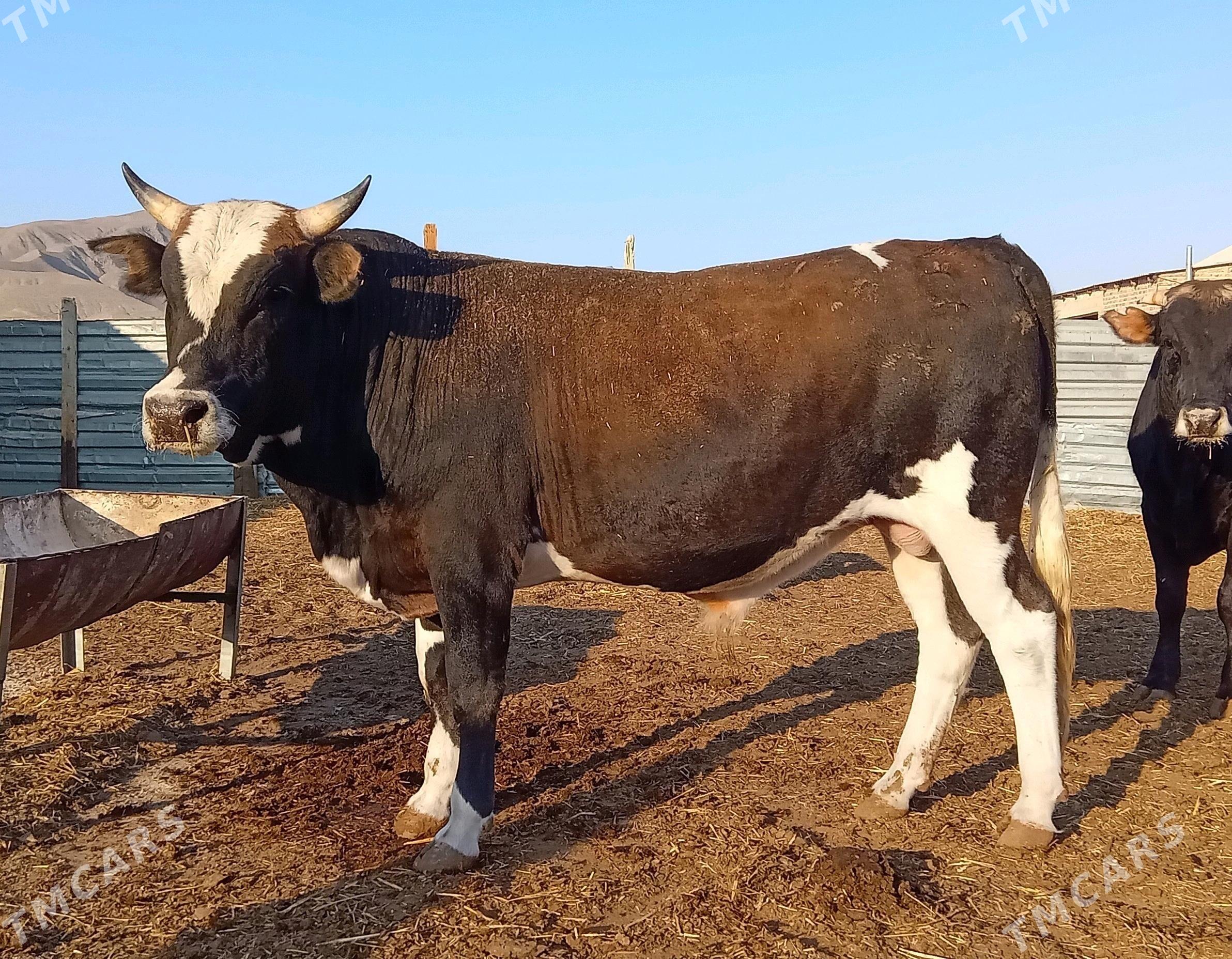 Okuzle - Bereket - img 4