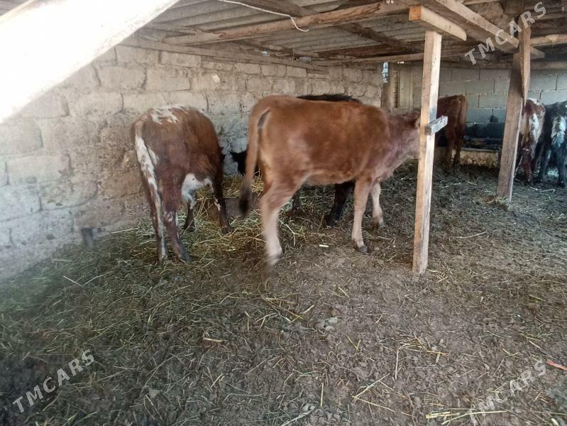 öküzçe tüwe öküz göle - Ашхабад - img 4