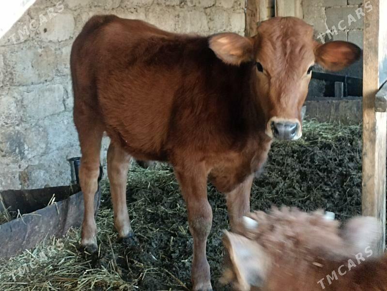 öküzçe tüwe öküz göle - Ашхабад - img 7