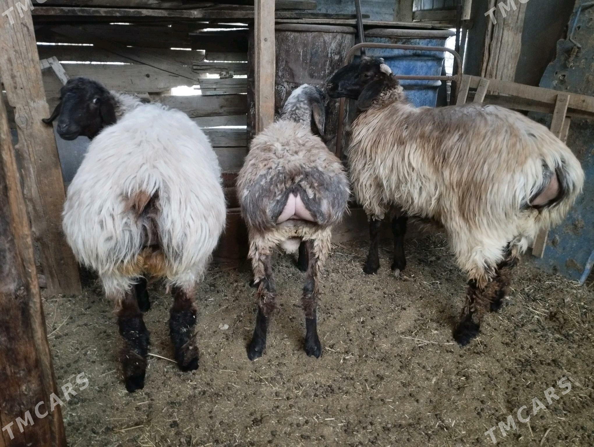 işşek - Aşgabat - img 2