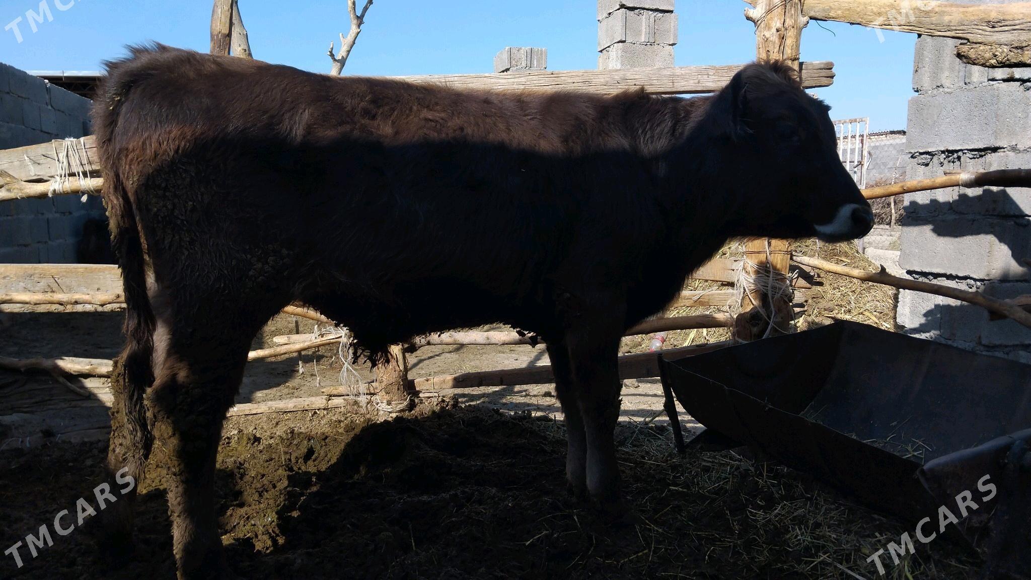 Okuzce - Bäherden - img 1