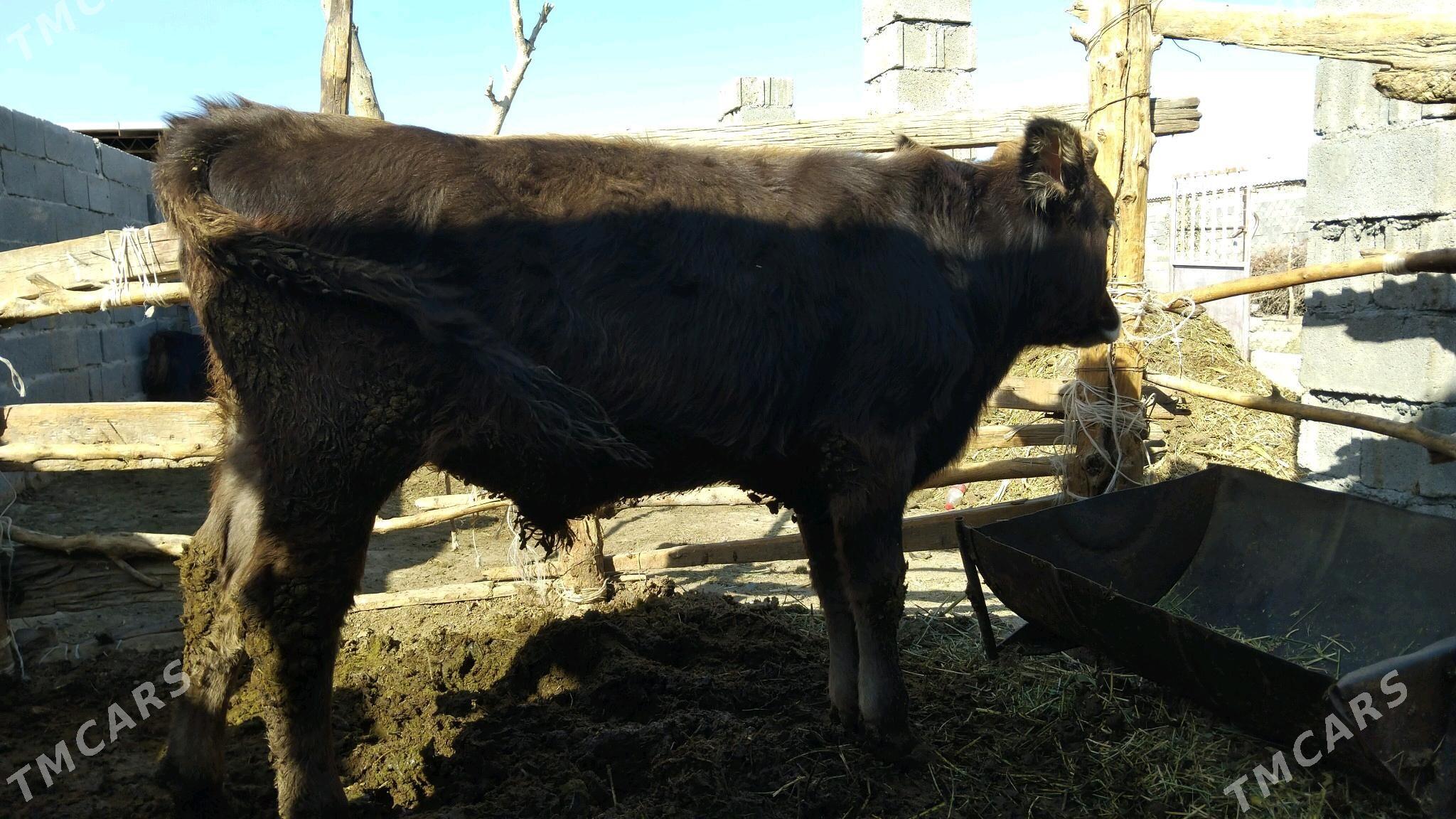 Okuzce - Bäherden - img 3