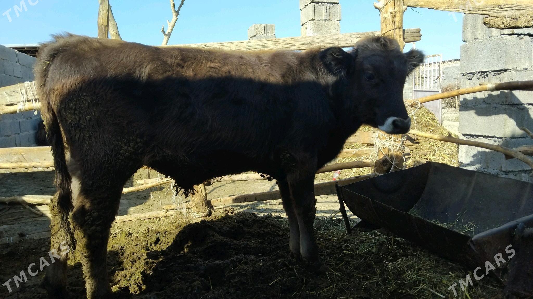 Okuzce - Bäherden - img 2