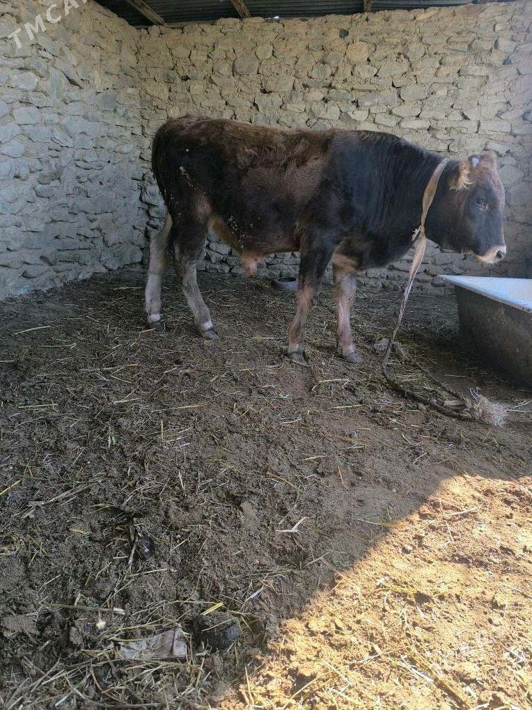 okiz - Берекет - img 2