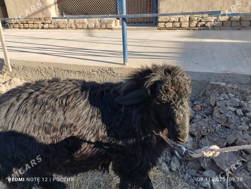 goç bilen goyun - Daşoguz - img 9