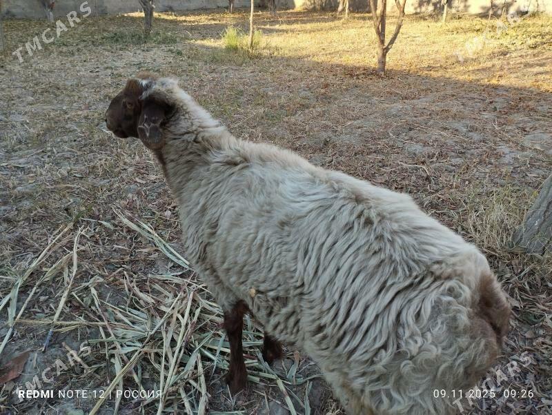 goç bilen goyun - Daşoguz - img 10