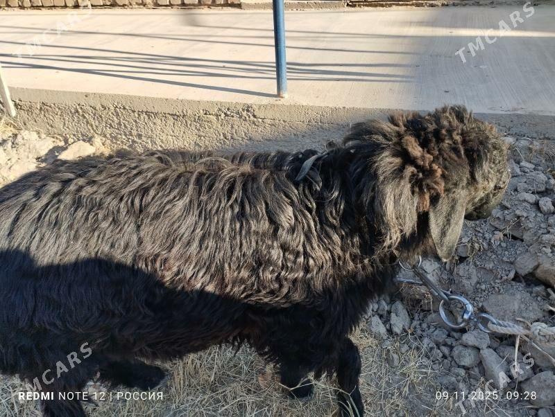 goç bilen goyun - Daşoguz - img 3