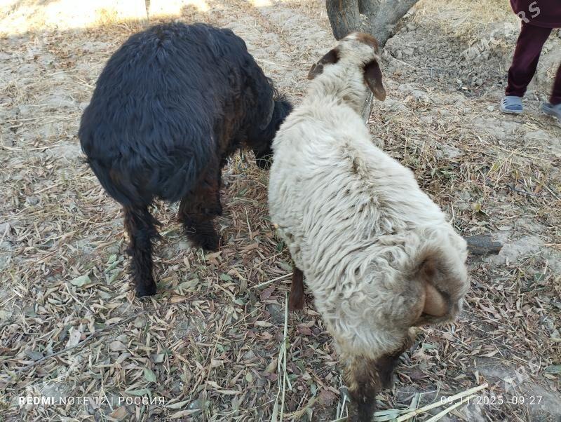 goç bilen goyun - Daşoguz - img 6