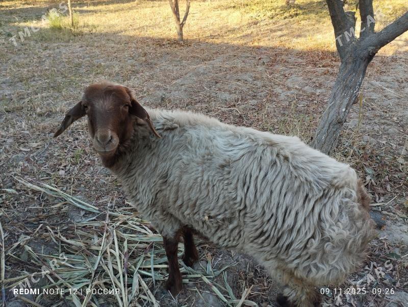 goç bilen goyun - Daşoguz - img 7