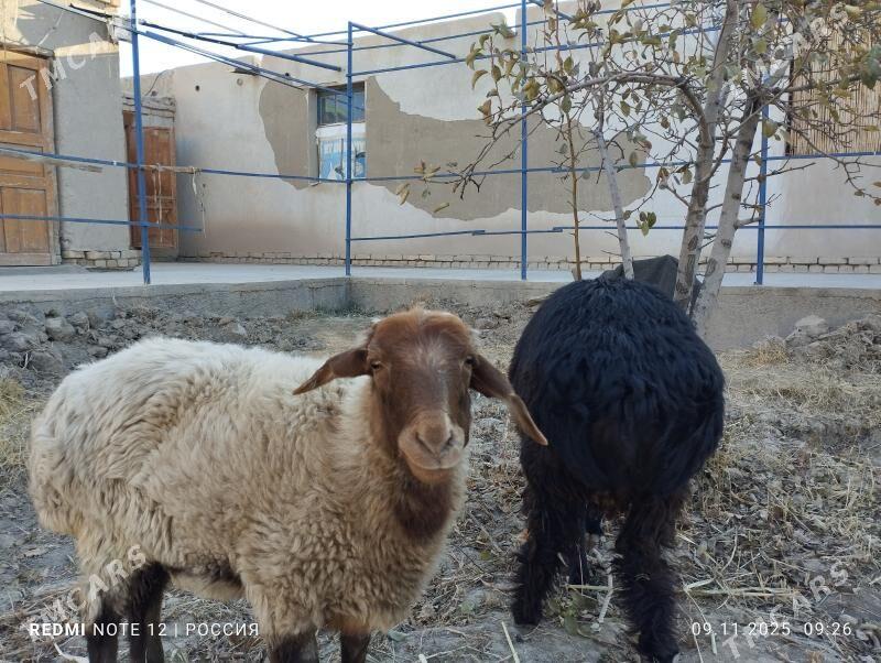 goç bilen goyun - Daşoguz - img 2