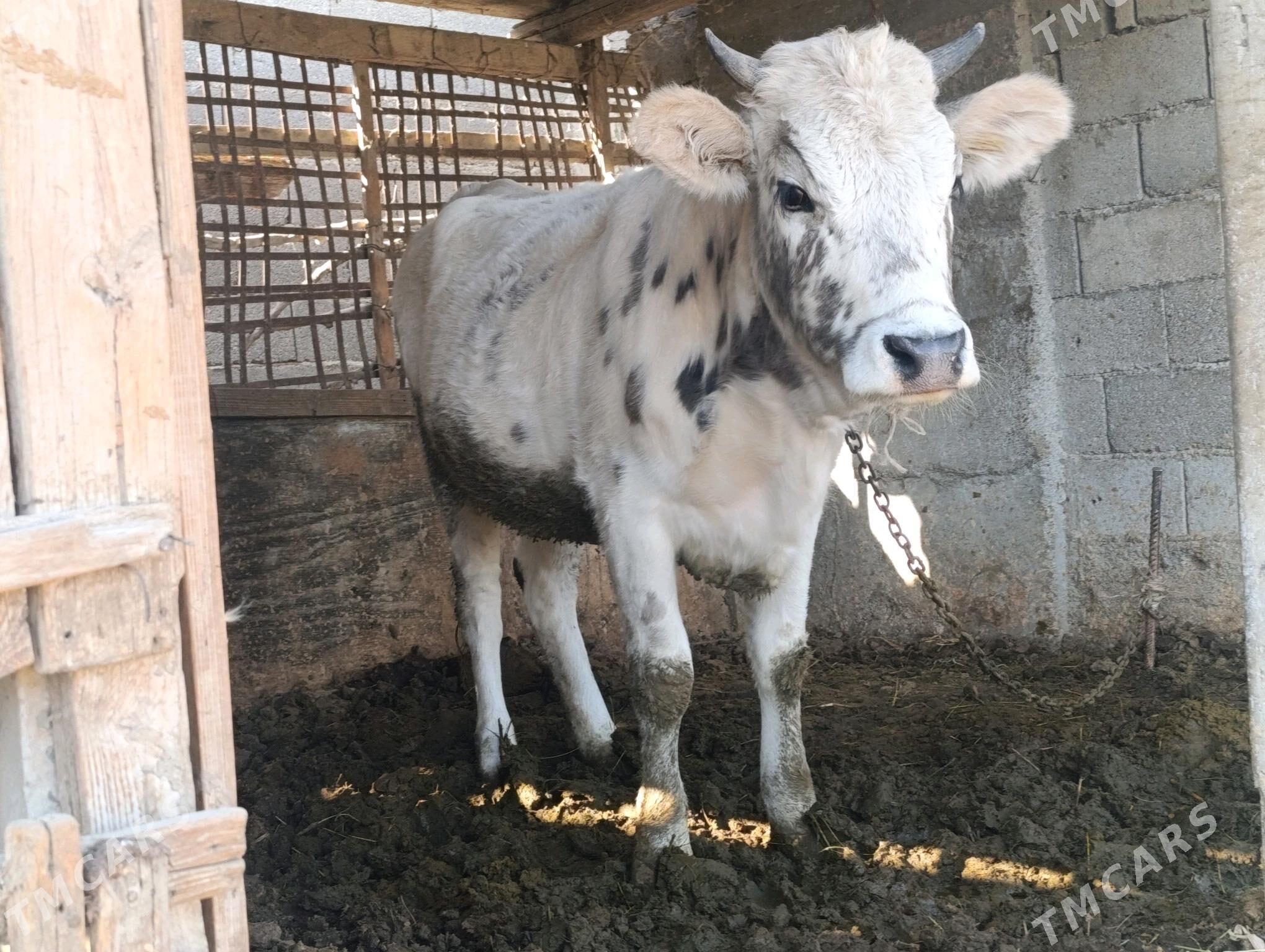 Tüwe - Gökdepe - img 2