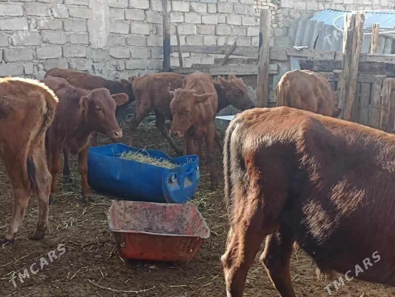 öküzçe tüwe öküz göle - Ашхабад - img 2