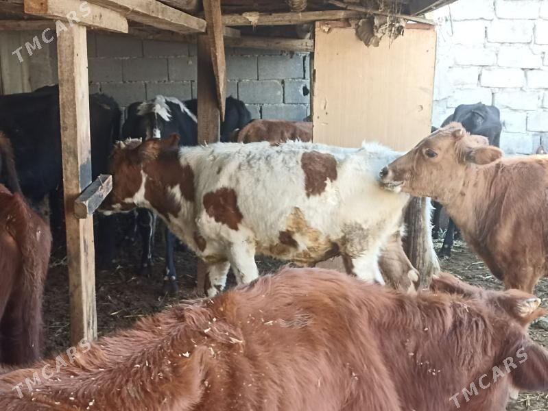 öküzçe tüwe öküz göle - Ашхабад - img 5