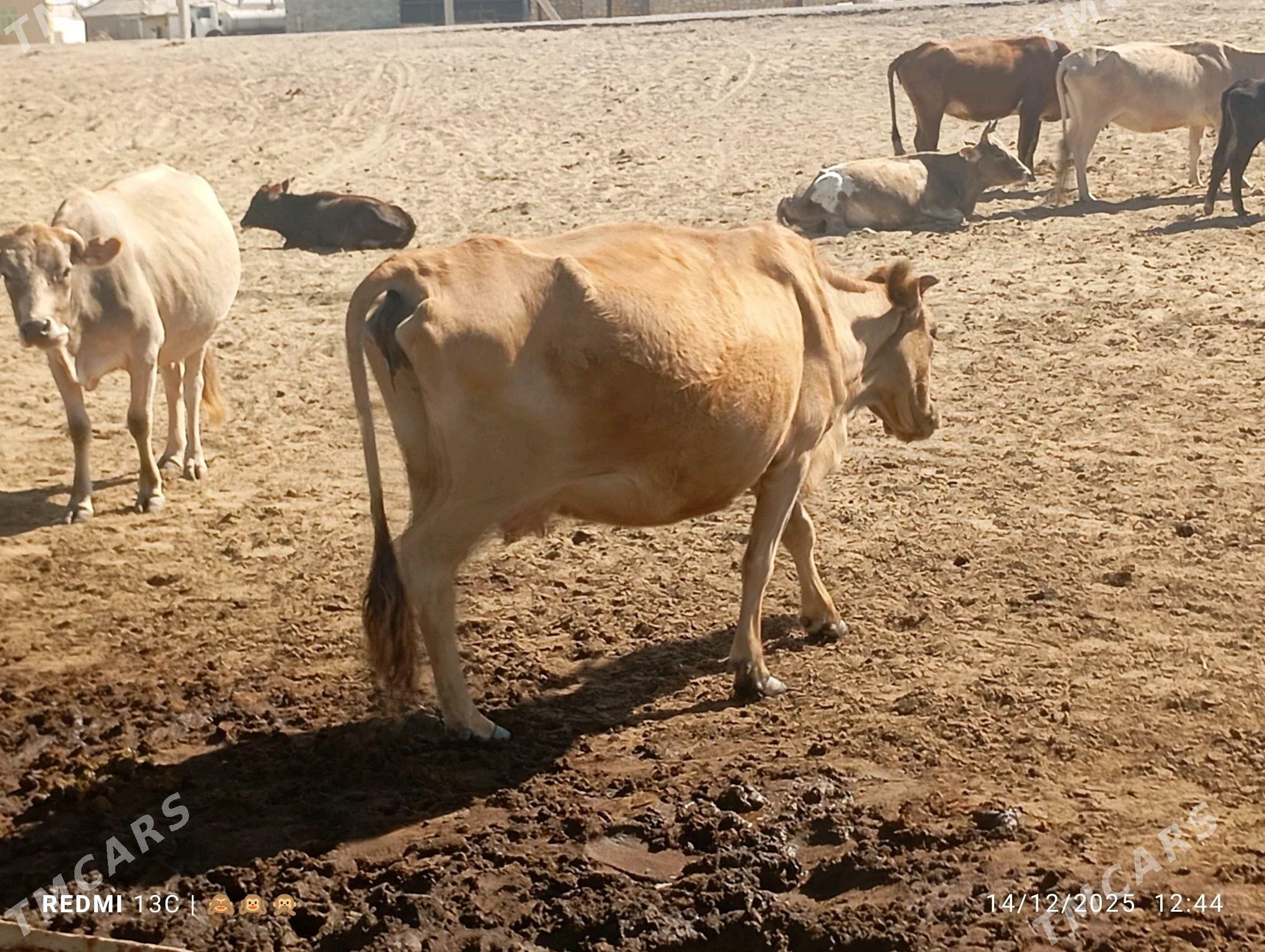 sygyr - Gumdag - img 1