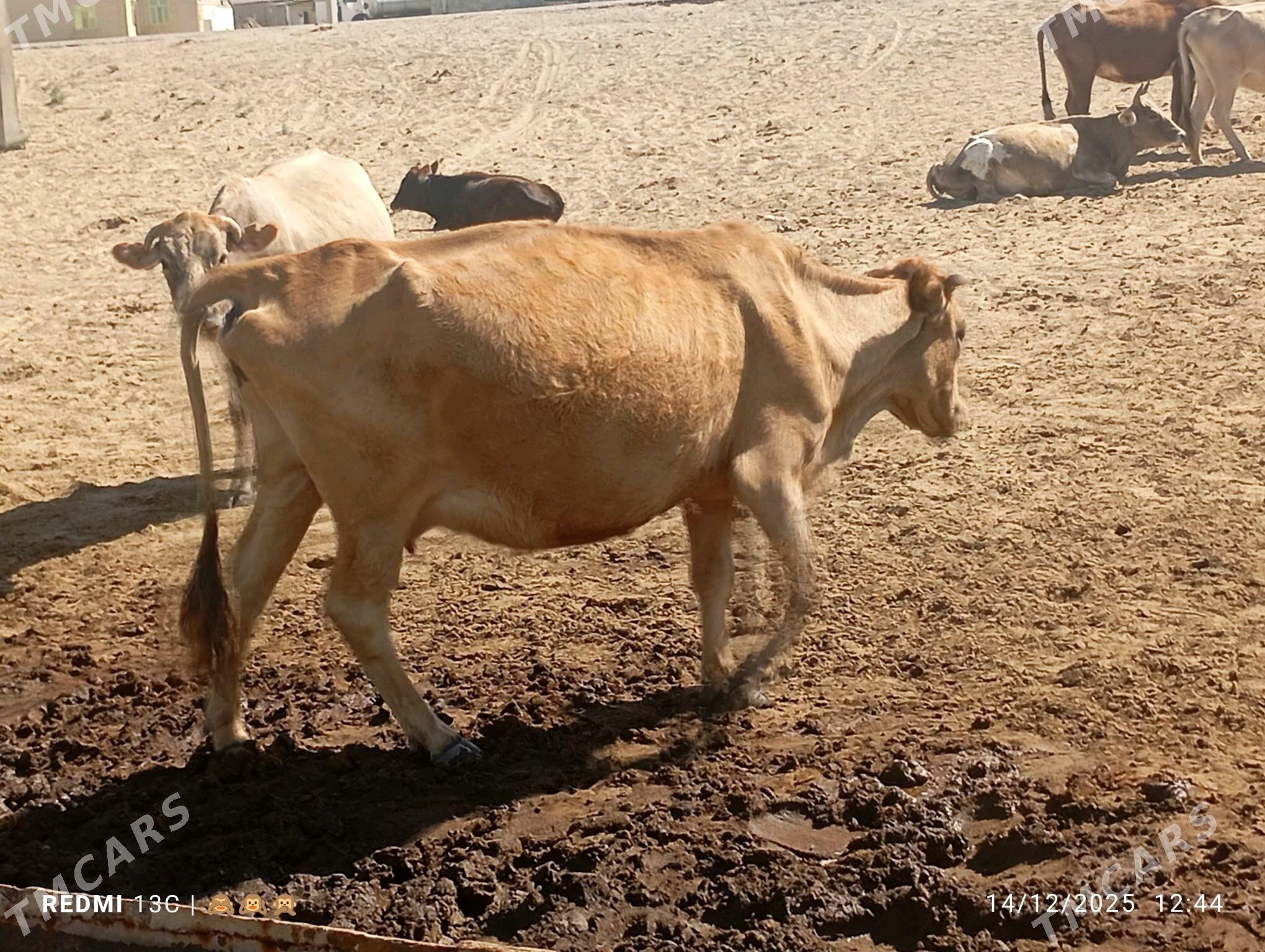 sygyr - Gumdag - img 2