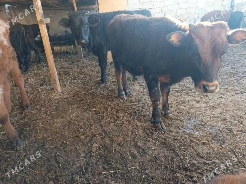 öküzçe tüwe öküz göle - Ашхабад - img 1